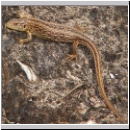 Lacerta agilis - Zauneidechse w06.jpg